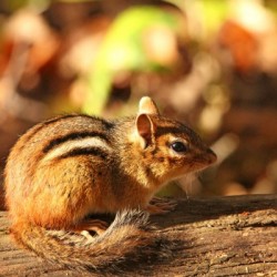 Fall Chippie
